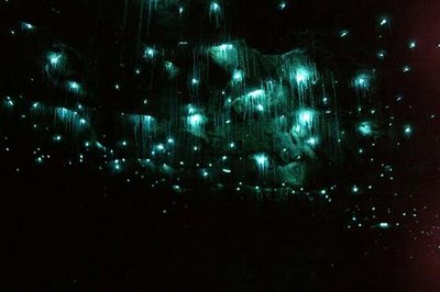 waitomo glowworm cave new zealand 2
