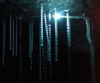 waitomo glowworm cave new zealand